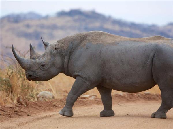 South Africa Lodge Safari vacation