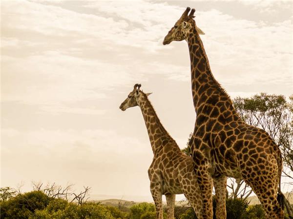 South Africa Lodge Safari vacation