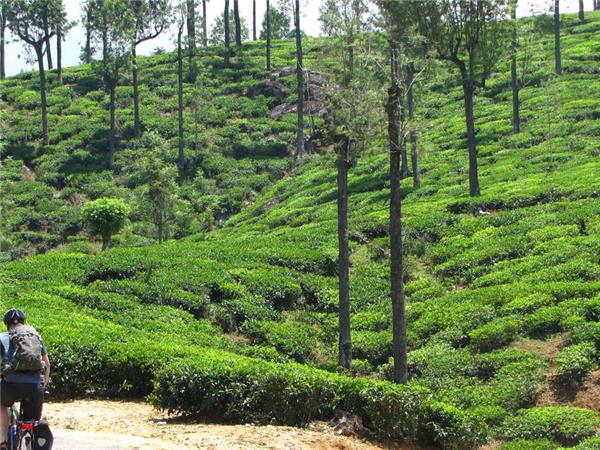 Sri Lanka cycling tour