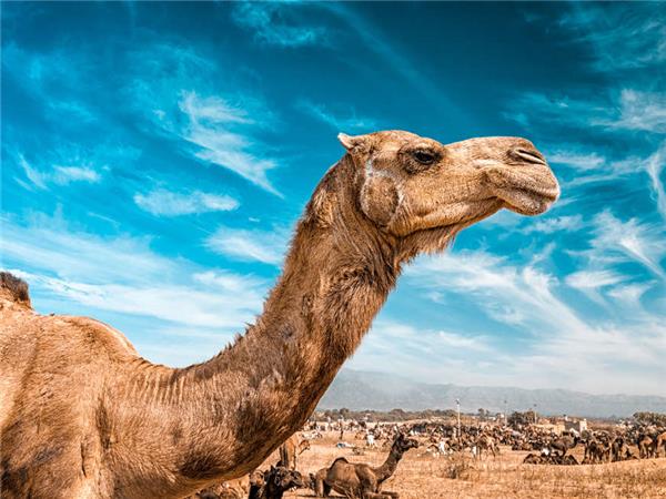 Northern India culture and wildlife vacation
