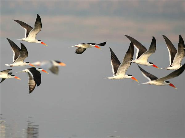 Northern India culture and wildlife vacation
