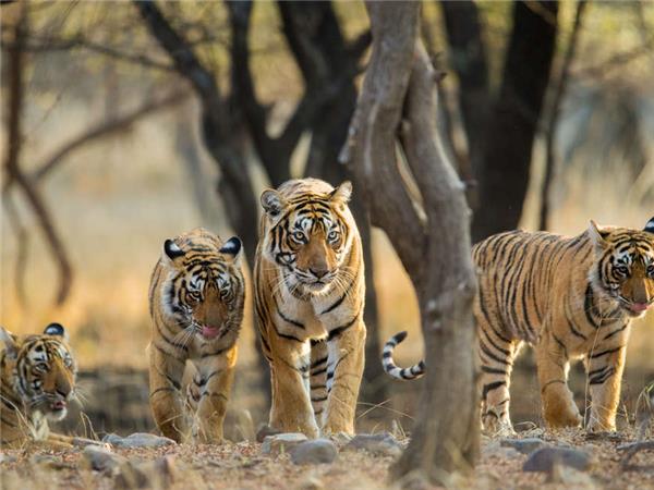 Northern India culture and wildlife vacation