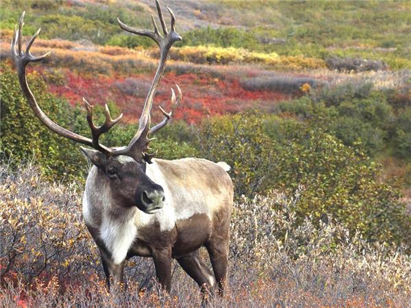 Alaska adventure vacation