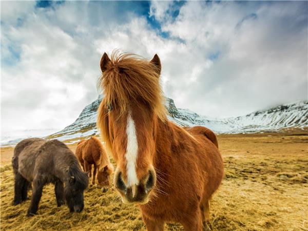 Camping in Iceland vacation for 18-29s