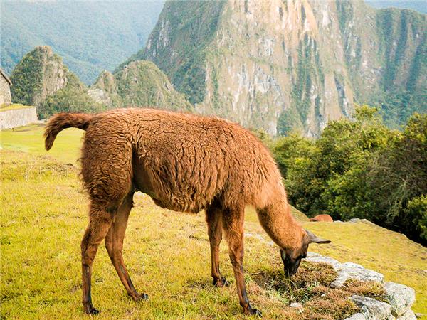 18-29's Inca Trail hiking trip, Peru