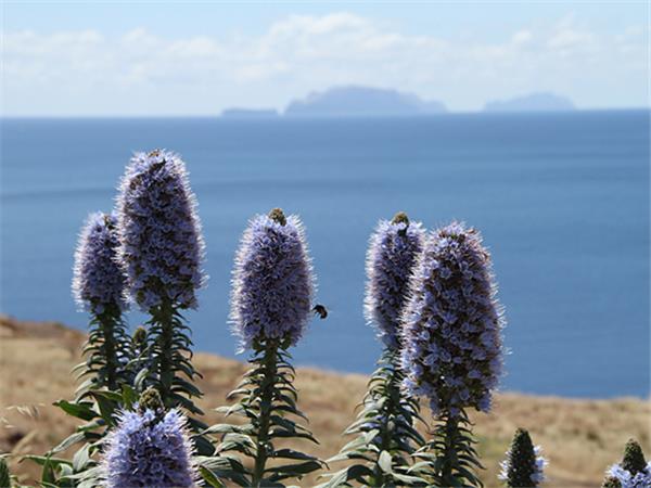 Walking vacation in Madeira