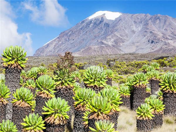 Lemosho trek up Kilimanjaro