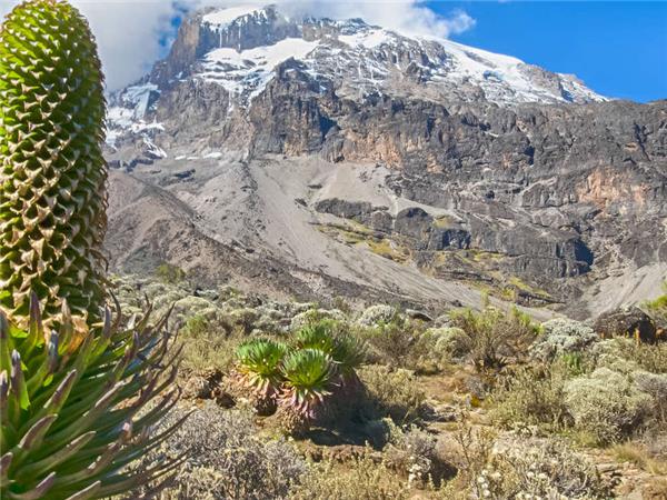 Lemosho trek up Kilimanjaro