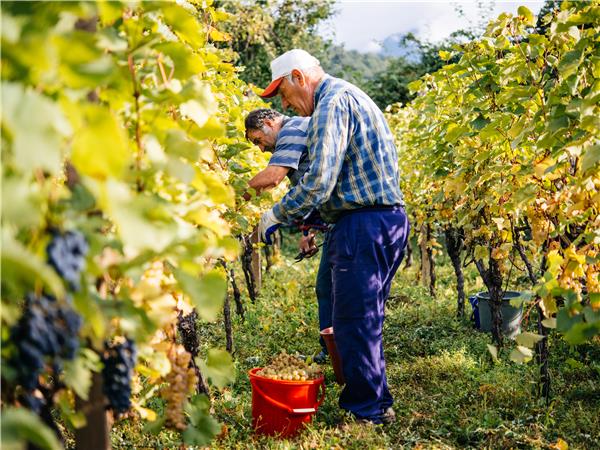 Culinary tour of Armenia and Georgia