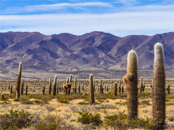Wine and Landscapes of Argentina vacation