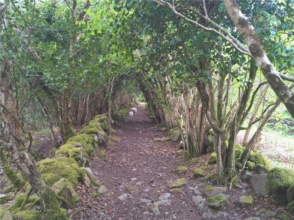 Kerry Way self guided walking vacation, Ireland