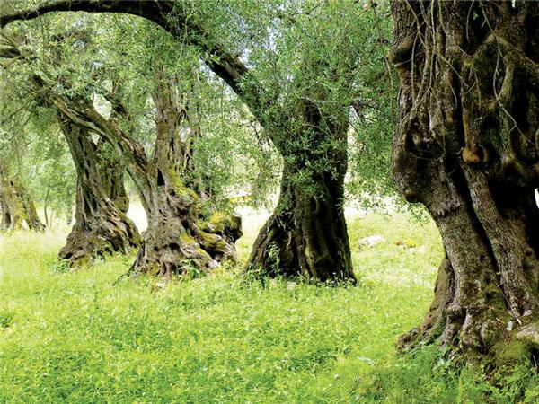 Walking the Corfu trail North vacation