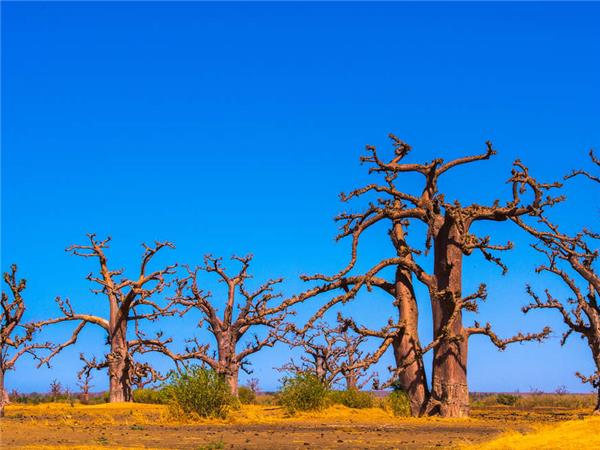 Senegal and Gambia river cruise