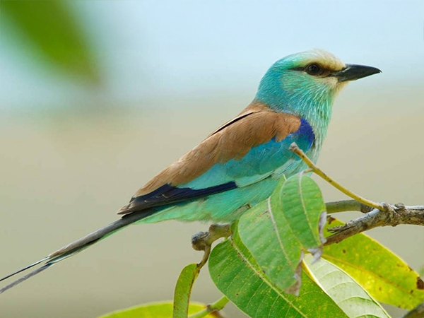 Senegal and Gambia river cruise
