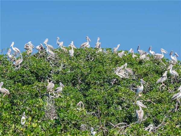 Senegal and Gambia river cruise