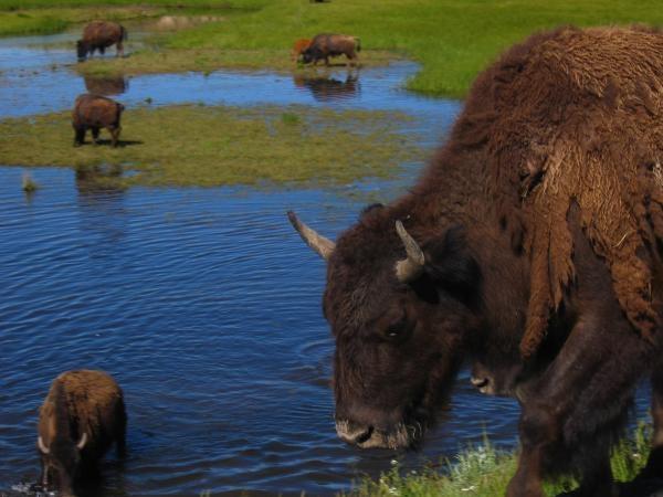 West Coast National Parks tour in America