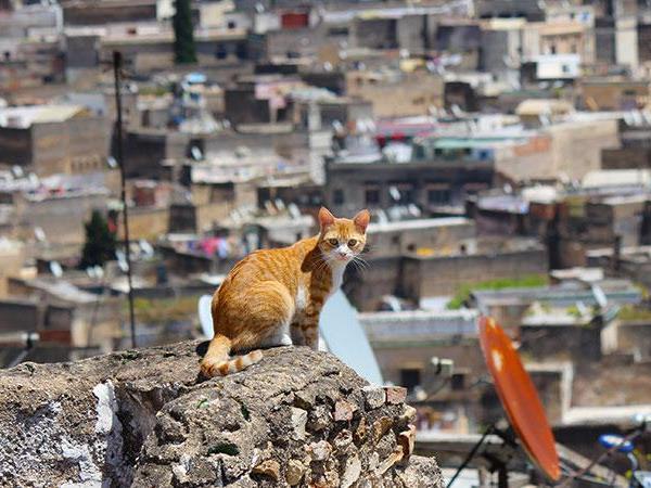 Cities of Morocco budget tour