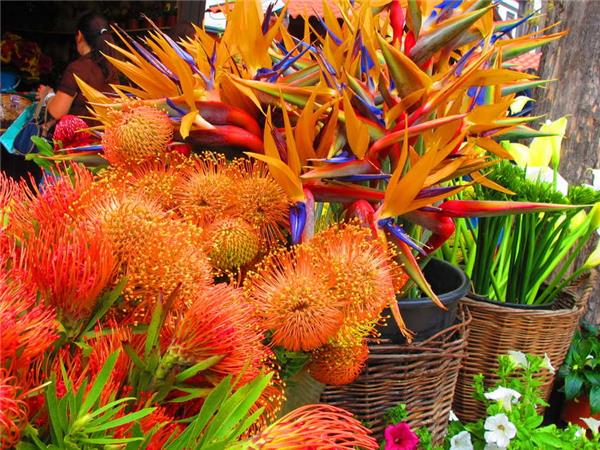 Madeira island vacation