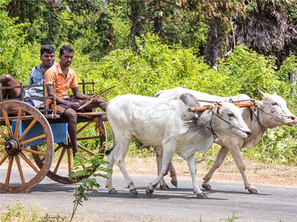 Family highlights of Sri Lanka vacation