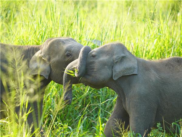 Small group vacation to Sri Lanka