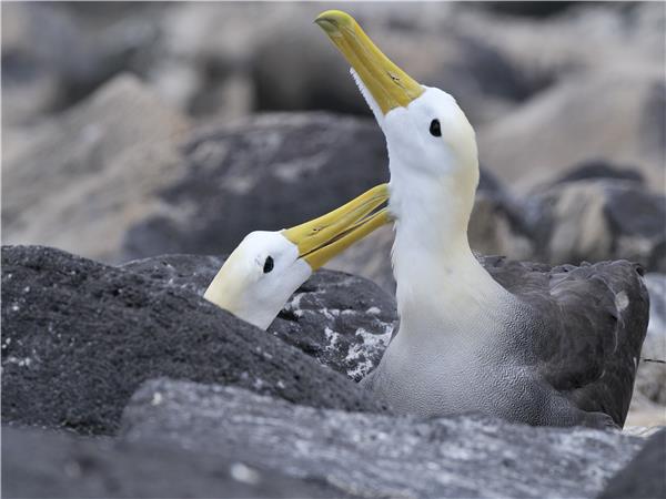 Galapagos vacations, Ecuador