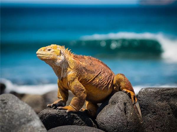 Galapagos vacations, Ecuador