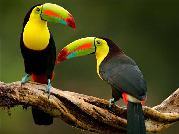 Belize small group family vacation