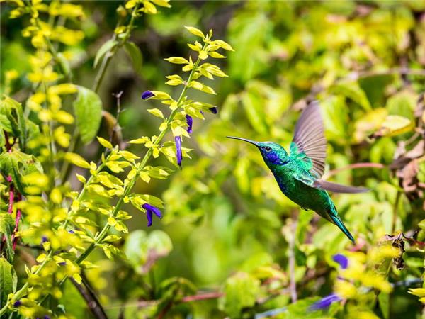 Costa Rica and Nicaragua walking vacation