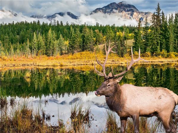Walking in the Canadian Rockies vacation