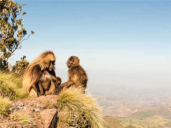 Trekking vacation in the Simien Mountains, Ethiopia