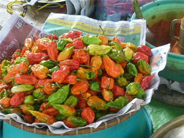 Highlights of Assam and Nagaland vacation