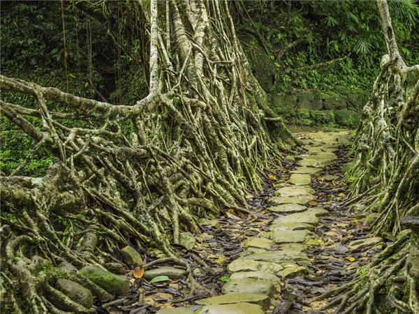 Highlights of Assam and Nagaland vacation