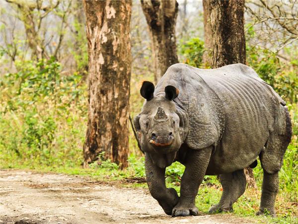 Highlights of Assam and Nagaland vacation
