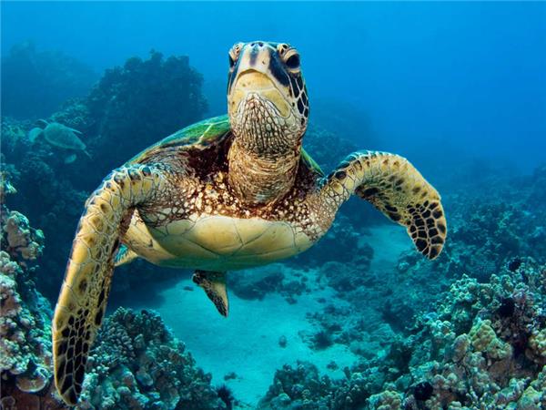 Small group vacation to Machu Picchu and Galapagos