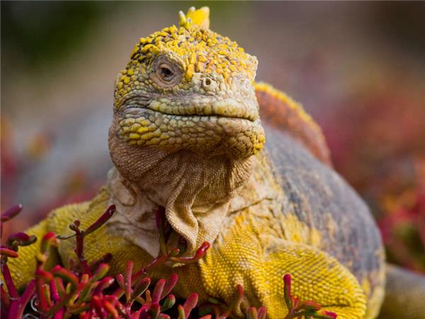 Small group vacation to Machu Picchu and Galapagos
