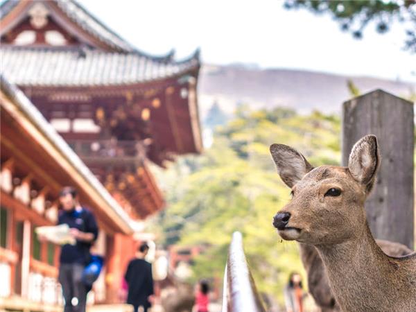 Kumano Kodo Trail Japan walking vacation
