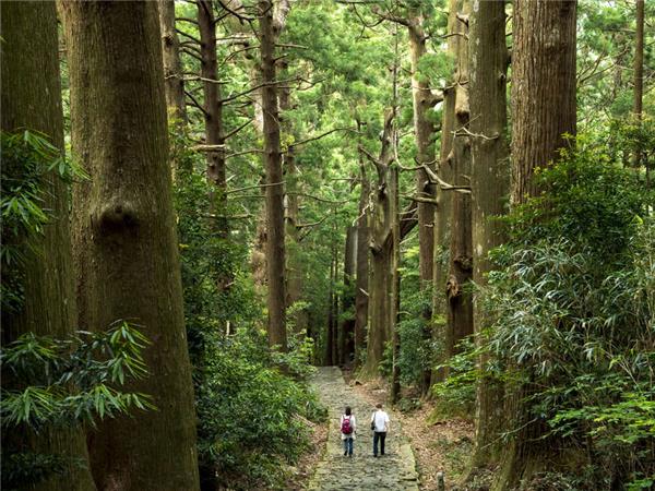 Kumano Kodo Trail Japan walking vacation