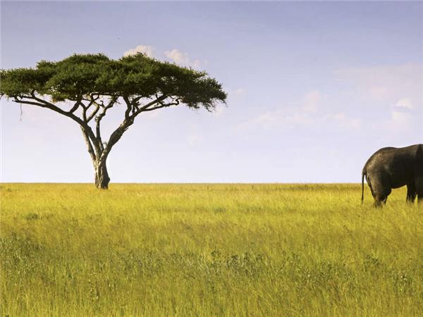 Tanzania wildlife vacation, Serengeti safari