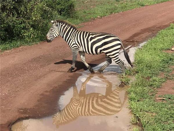 Tanzania wildlife vacation, Serengeti safari