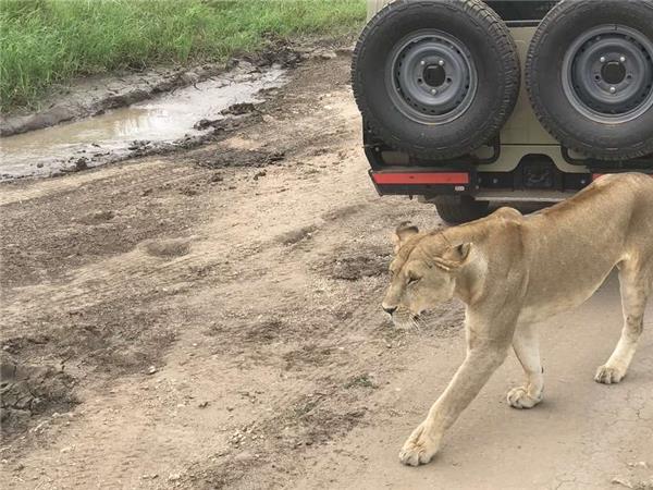 Tanzania wildlife vacation, Serengeti safari