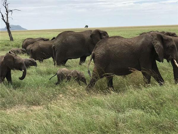 Tanzania wildlife vacation, Serengeti safari
