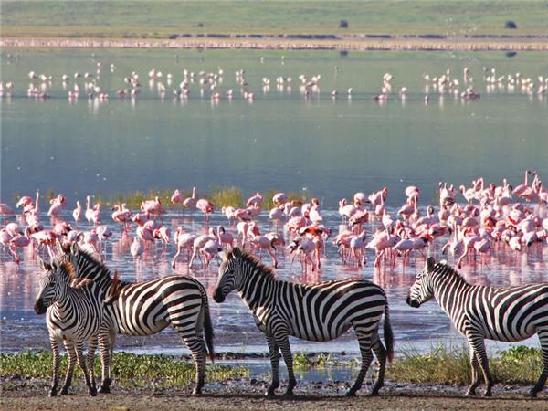 Tanzania wildlife vacation, Serengeti safari