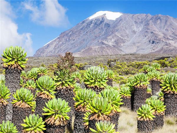 Kilimanjaro Lemosho trek and safari in Tanzania