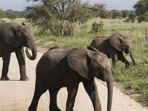 Kilimanjaro Lemosho trek and safari in Tanzania
