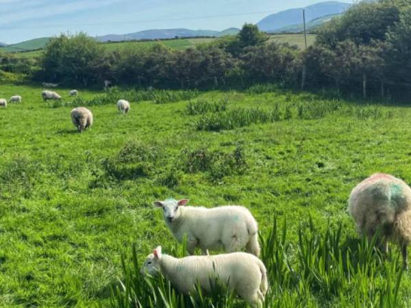 Ring of Kerry walking vacation in Ireland