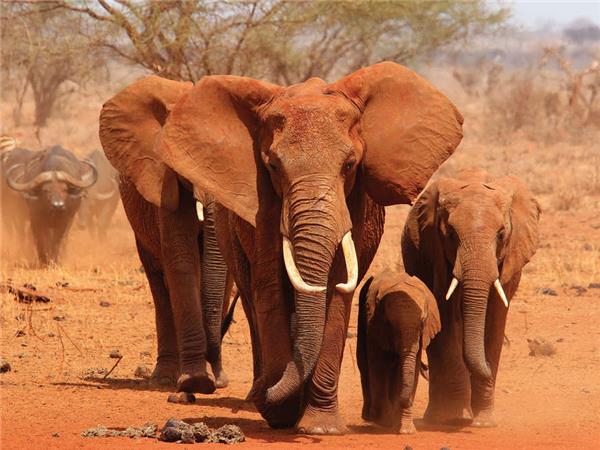Kruger, Swaziland and South Africa's garden route vacation