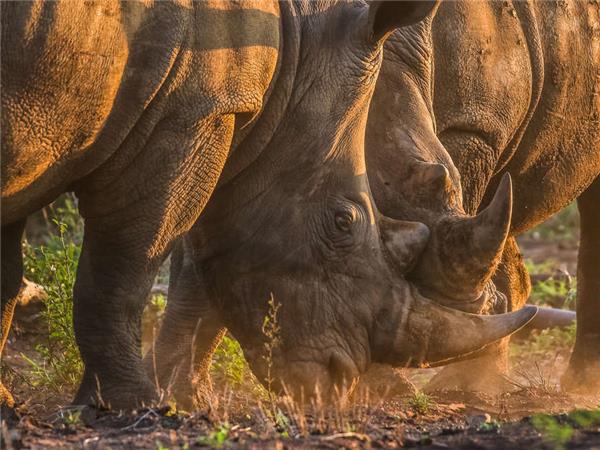 Kruger, Swaziland and South Africa's garden route vacation
