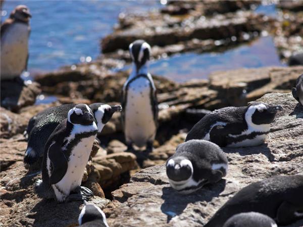 Kruger, Swaziland and South Africa's garden route vacation