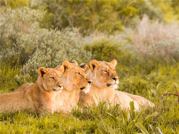 Kruger, Swaziland and South Africa's garden route vacation