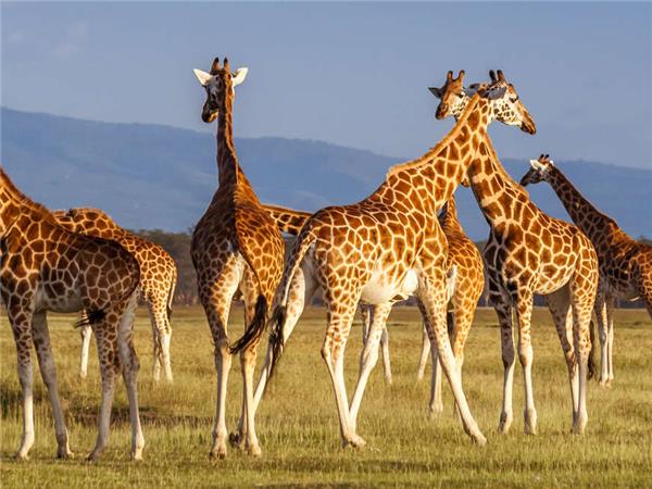 Highlights of Kenya & Tsavo with added comfort